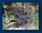Chris in Reffolds Copse - under 700 ft loop!