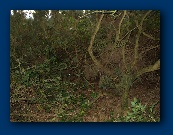 The transmitter site viewed from the adjacent field
