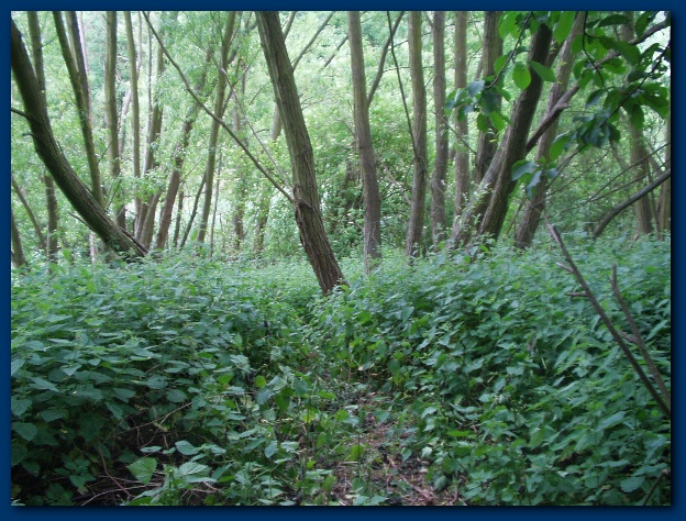 600x449 pixels (189K)