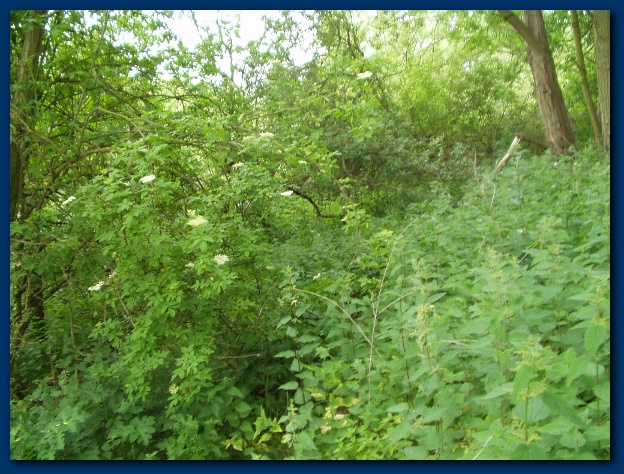 600x449 pixels (183K)