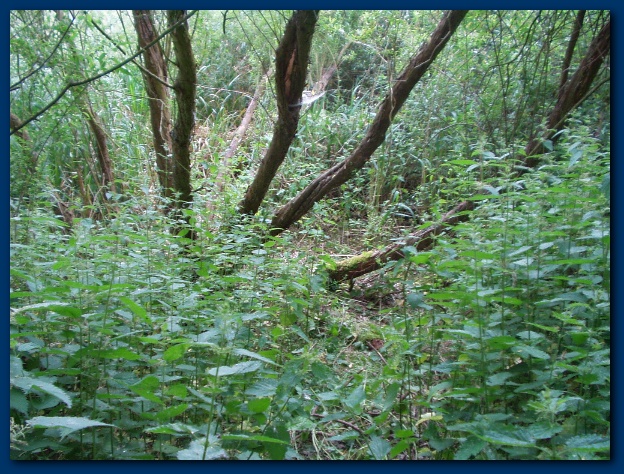 600x449 pixels (202K)