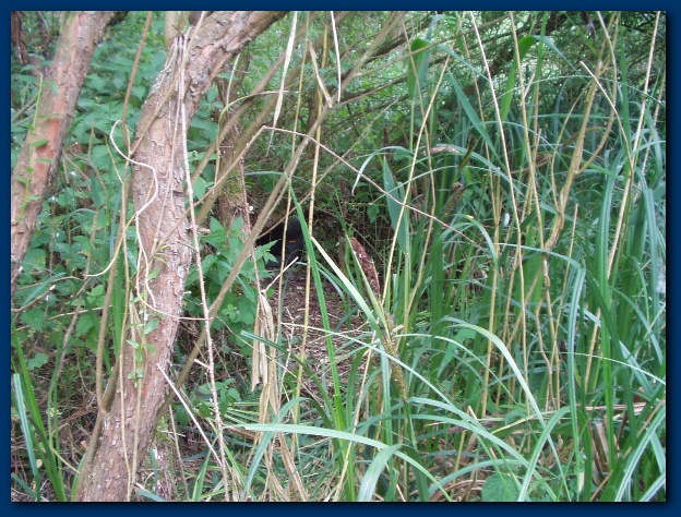 600x449 pixels (201K)