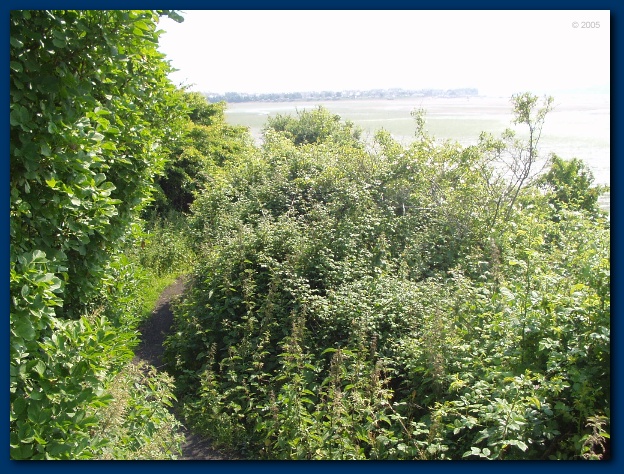 600x449 pixels (197K)