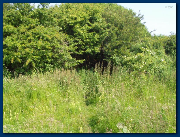 600x449 pixels (200K)