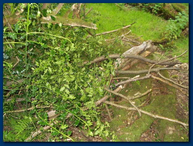 600x449 pixels (205K)