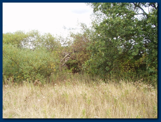 600x449 pixels (179K)