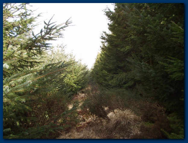 600x449 pixels (143K)