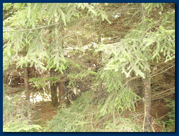 600x449 pixels (209K)