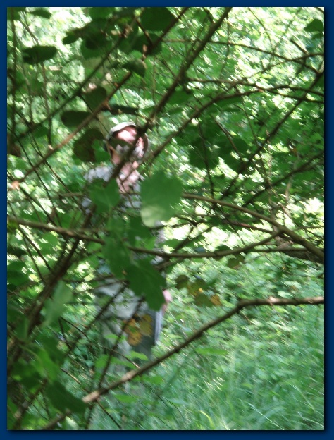 450x599 pixels (165K)