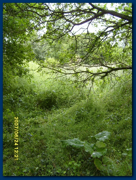 450x599 pixels (233K)