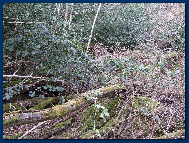 600x449 pixels (244K)