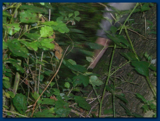 600x449 pixels (147K)