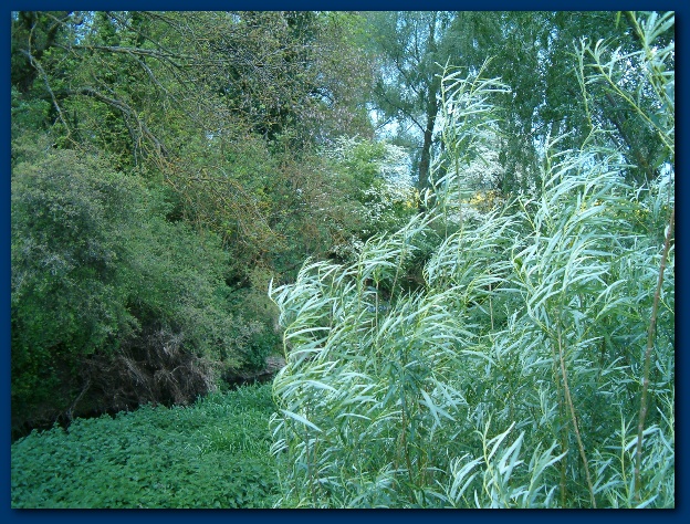 600x449 pixels (220K)