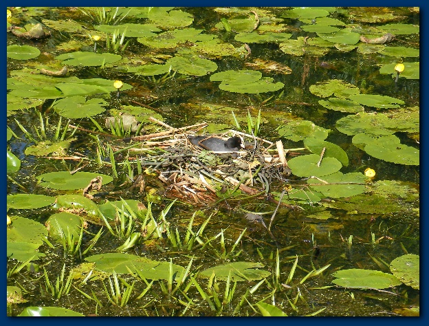 600x449 pixels (225K)