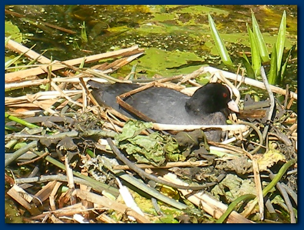 600x449 pixels (185K)