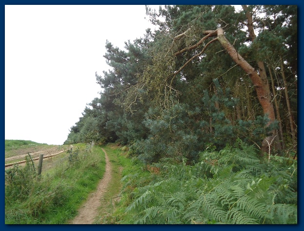 624x474 pixels (145K)