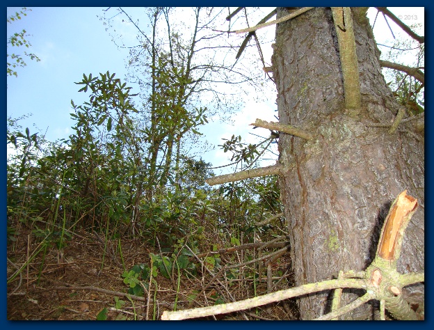 624x474 pixels (206K)