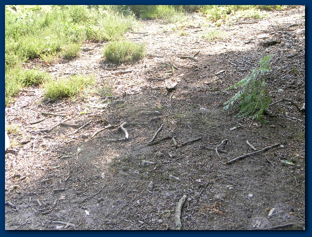 624x474 pixels (238K)