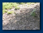                                                                                                                             