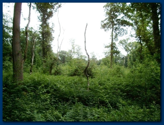 624x474 pixels (141K)