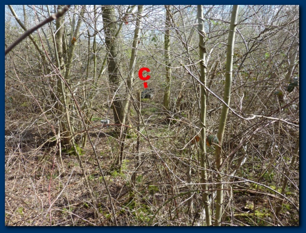 624x474 pixels (215K)