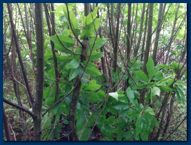 624x474 pixels (155K)