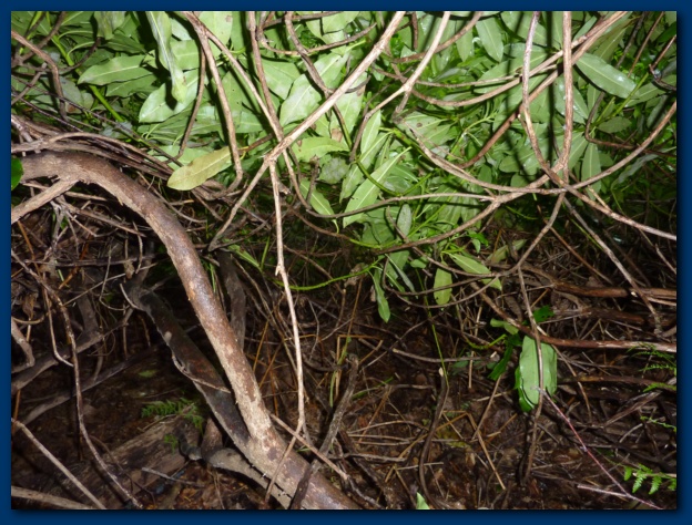 624x474 pixels (176K)