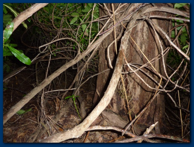 624x474 pixels (160K)