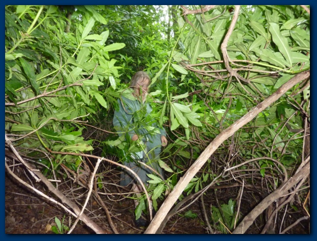 624x474 pixels (188K)