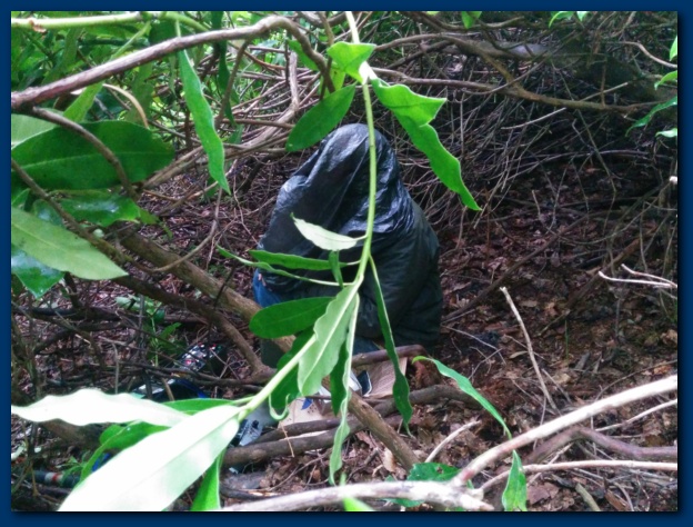 624x474 pixels (159K)