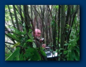 Colin had been specially coppiced for the event.