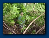 Rosie thinks it's easy too....