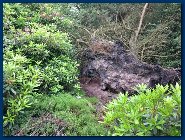 624x474 pixels (208K)