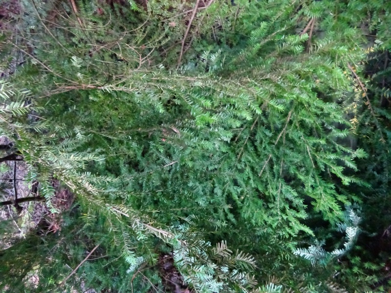 800x600 pixels (285K)